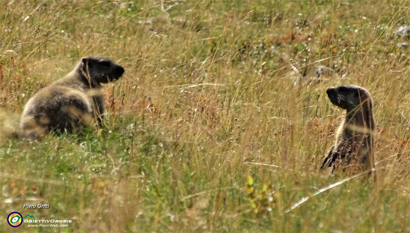 52 Marmotte in compagnia (allo zoom) .JPG -                                